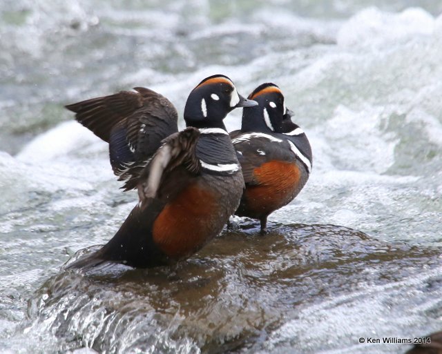 Harlequin Duck males, Yellowstone National Park, WY, 6-26-14, Jp_018872.JPG