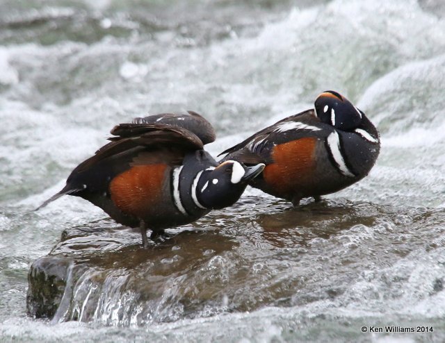 Harlequin Duck males, Yellowstone National Park, WY, 6-26-14, Jp_018929.JPG
