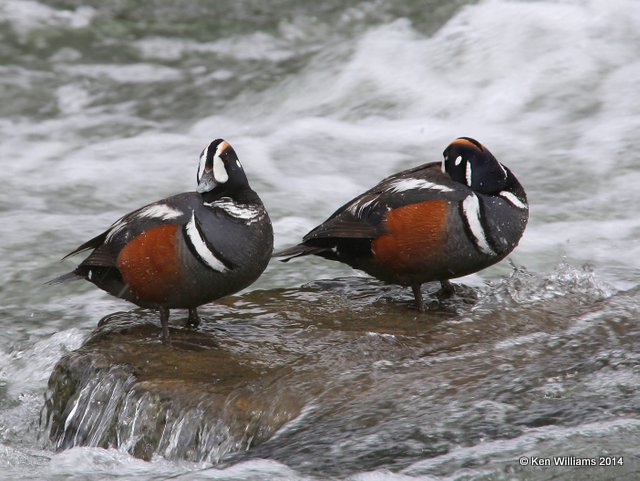 Harlequin Duck males, Yellowstone National Park, WY, 6-26-14, Jp_018944.JPG
