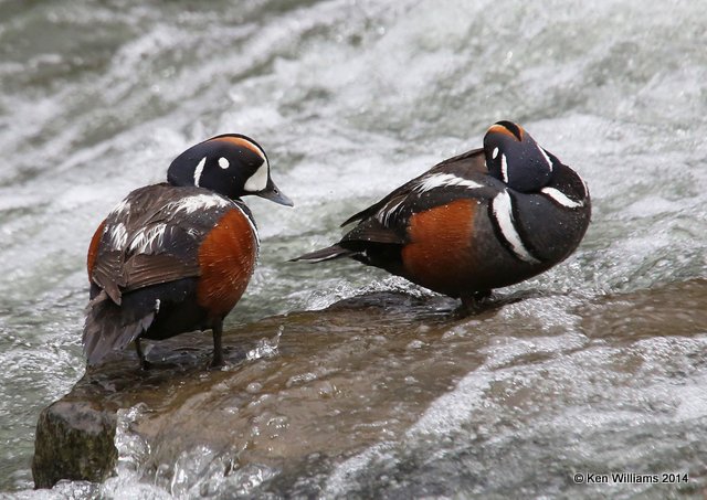 Harlequin Duck males, Yellowstone National Park, WY, 6-26-14, Jp_018988.JPG