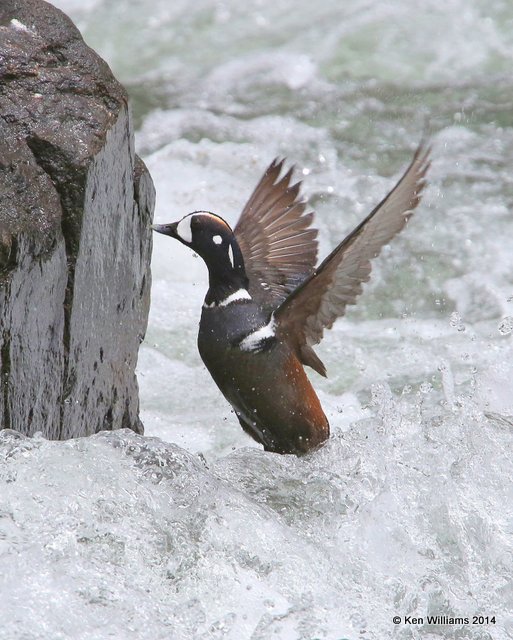 Harlequin Duck males, Yellowstone National Park, WY, 6-15-14, Jap_015277.JPG