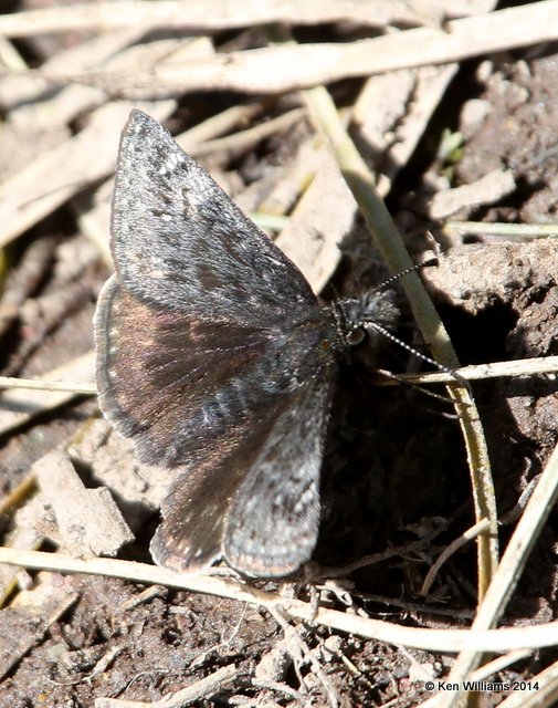 Afranius Duskywing, Glacier Nat. Park - East , MT, 6-24-14, Jp_018162.JPG