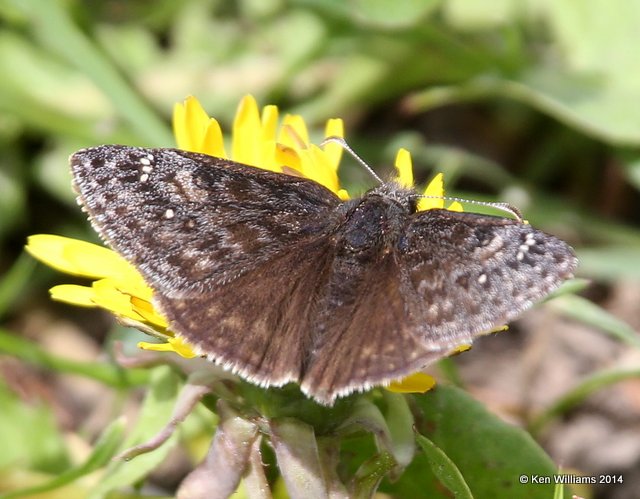 Afranius Duskywing, Glacier Nat. Park - East , MT, 6-24-14, Jp_018555.JPG