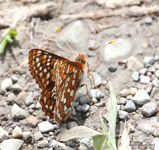 Anicia Checkerspot, Glacier Nat. Park - East , MT, 6-24-14, Jp_018495.JPG