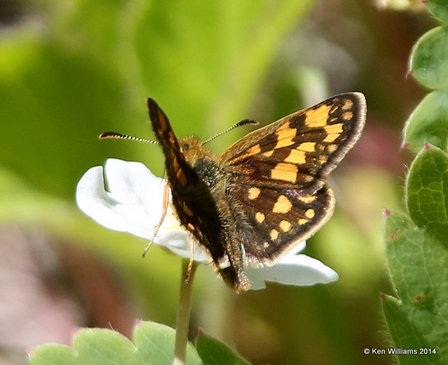 Arctic Skipper, Glacier Nat. Park, MT, 6-20-14, Jp_016912.JPG