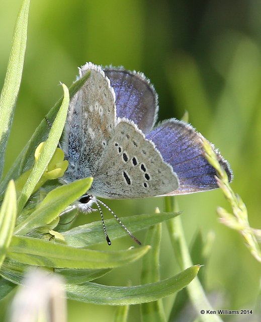 Boisduval's Blue, Salt Lick, Glacier Nat Park, MT, 6-23-14, Jp_018051.JPG