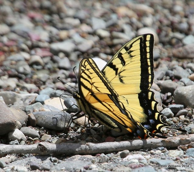 Canadian Tiger Swallowtail, Glacier Nat Park, MT, 6-23-14, Jp_017998.JPG