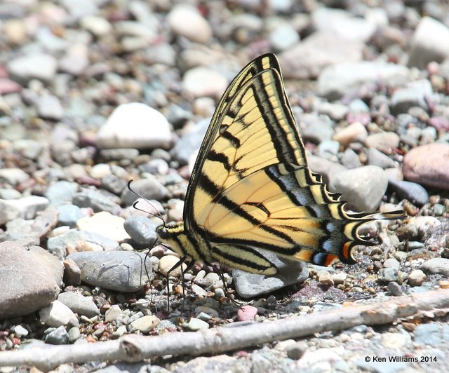 Canadian Tiger Swallowtail, Glacier Nat Park, MT, 6-23-14, Jp_018002.JPG