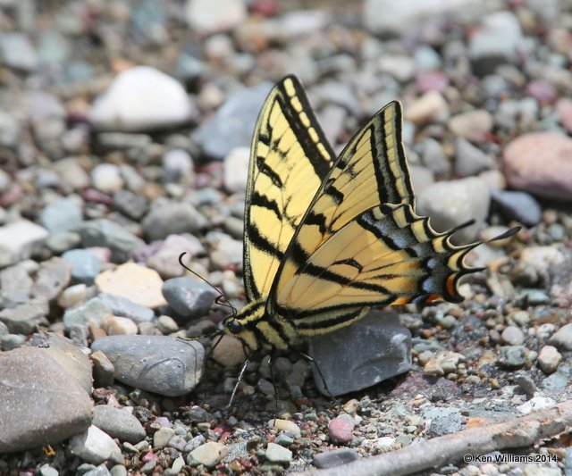 Canadian Tiger Swallowtail, Glacier Nat Park, MT, 6-23-14, Jp_018005.JPG