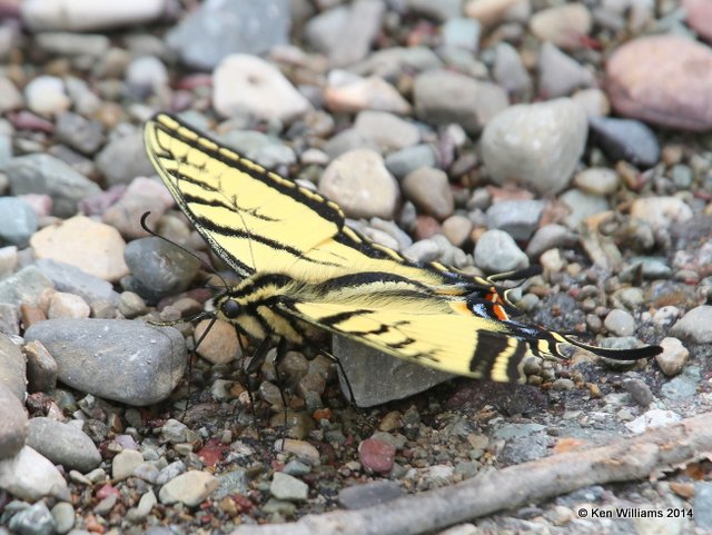 Canadian Tiger Swallowtail, Glacier Nat Park, MT, 6-23-14, Jp_018008.JPG