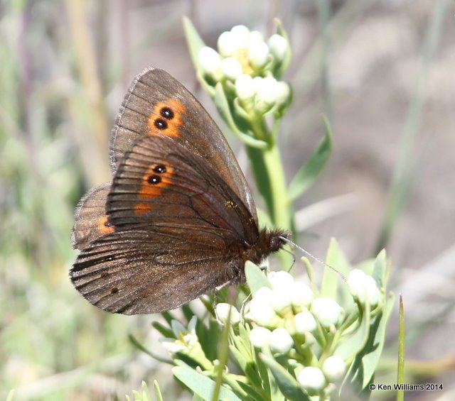 Common Alpine, Salt Lick, Glacier Nat Park, MT, 6-23-14, Jp_017936.JPG