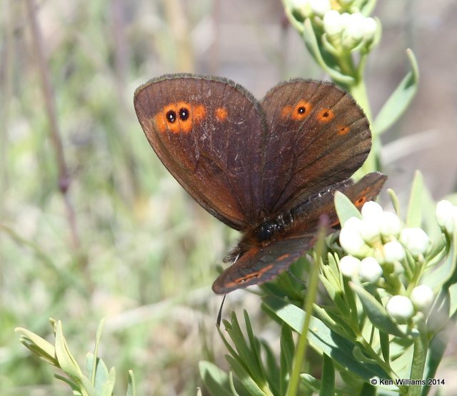 Common Alpine, Salt Lick, Glacier Nat Park, MT, 6-23-14, Jp_017941.JPG