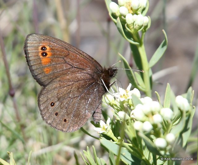 Common Alpine, Salt Lick, Glacier Nat Park, MT, 6-23-14, Jp_017944.JPG