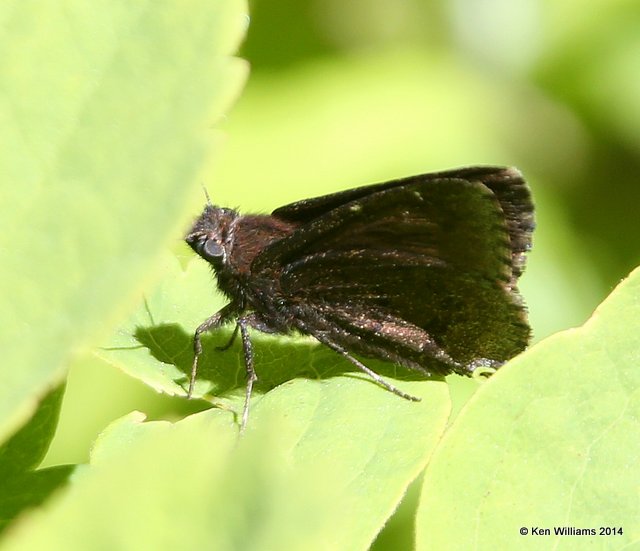 Common Roadside-Skipper, Glacier Nat. Park, MT, 6-20-14, Jp_016773.JPG