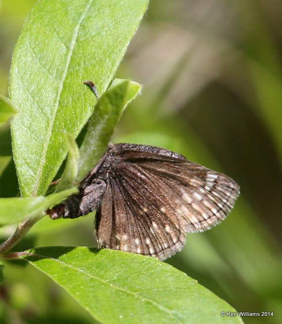 Dreamy Duskywing, Glacier Nat. Park, MT, 6-20-14, Jp_016783.JPG