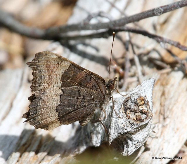 Milbert's Tortoiseshell, Glacier Nat. Park - East , MT, 6-24-14, Jp_018288.JPG