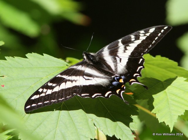 Pale Swallowtail, Glacier Nat. Park, 6-22-14, Jp_017791.JPG