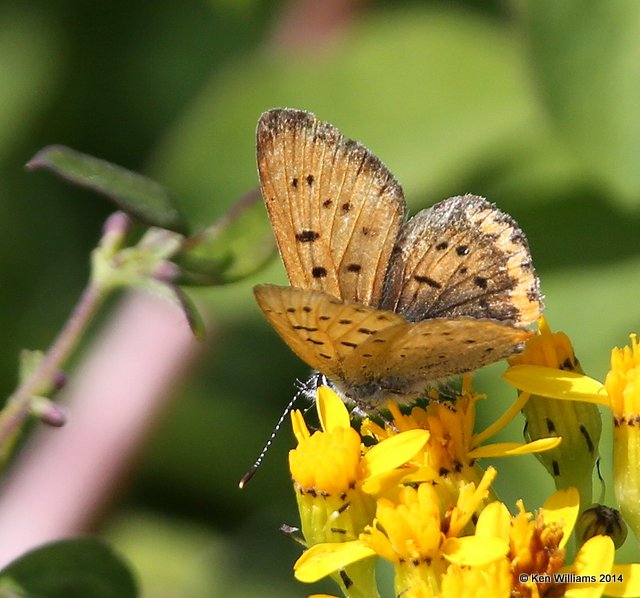 Purplish Copper, Glacier Nat. Park - East , MT, 6-24-14, Jp_018378.JPG