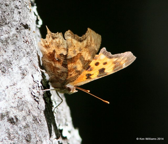 Satyr Comma, Glacier Nat. Park, 6-22-14, Jp_017810.JPG