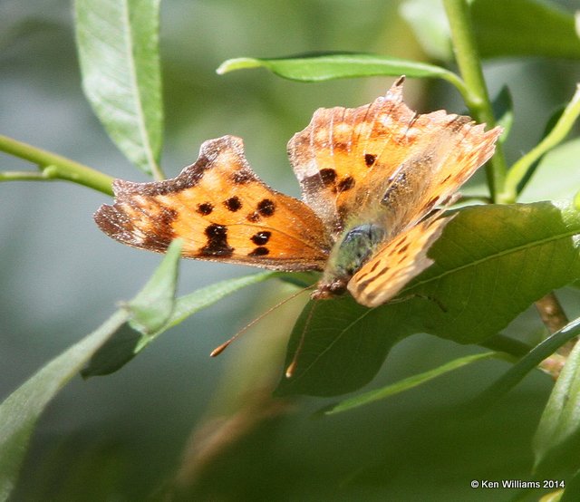 Satyr Comma, Glacier Nat. Park, 6-22-14, Jp_017835.JPG