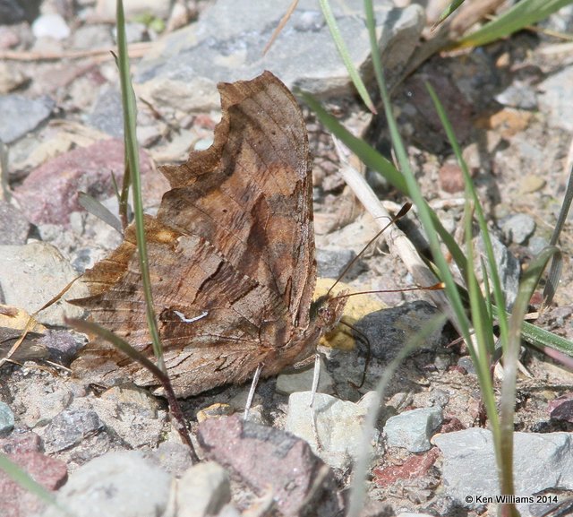 Satyr Comma, Glacier Nat. Park, 6-22-14, Jp_017845.JPG