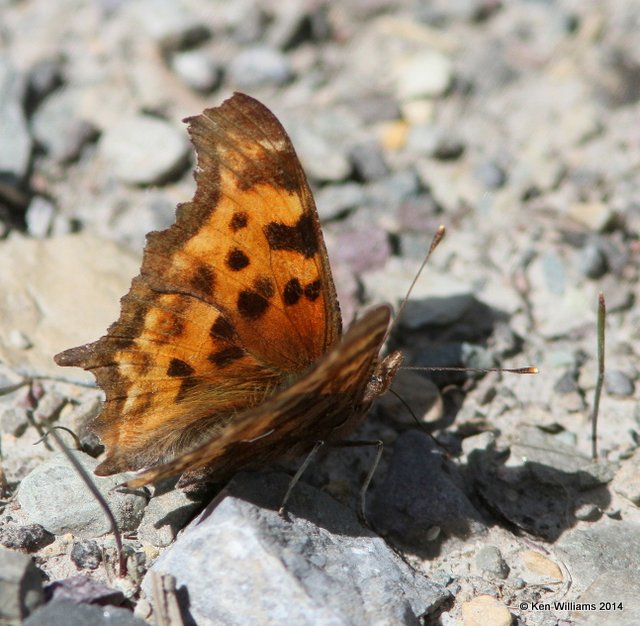 Satyr Comma, Glacier Nat. Park, 6-22-14, Jp_017849.JPG