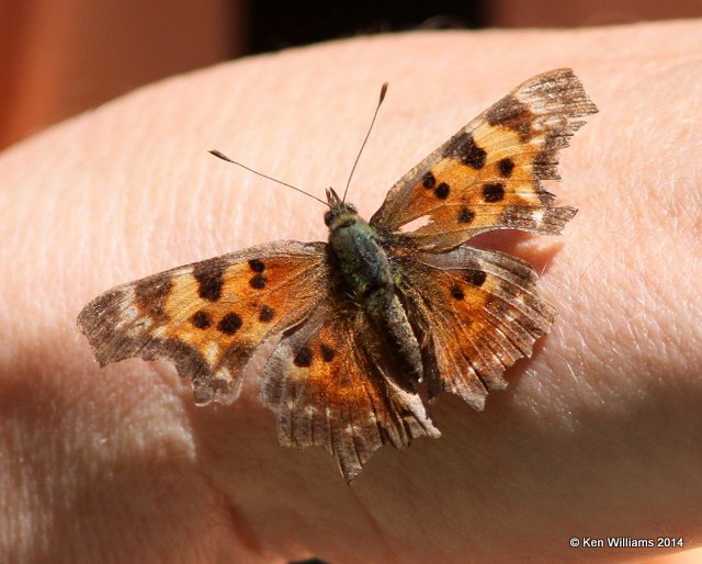 Satyr Comma, Glacier Nat. Park, 6-22-14, Jp_017862.JPG