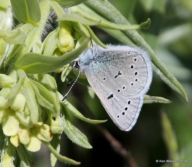 Silvery Blue, Glacier Nat Park, MT, 6-23-14, Jp_017956.JPG