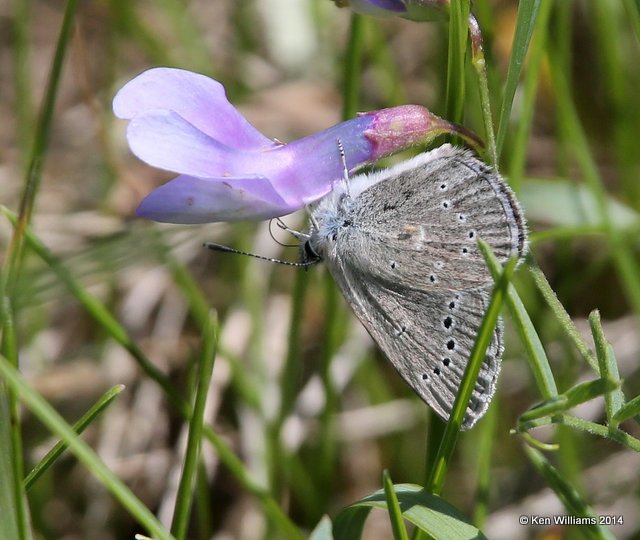 Silvery Blue, SE of Carringon, ND, 6-9-14, Jp_013083.JPG