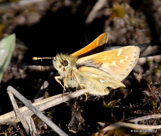 Western Branded Skipper, Glacier Nat Park, MT, 6-23-14, Jp_018040.JPG