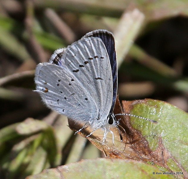 Western Tailed Blue, Glacier Nat. Park - East , MT, 6-24-14, Jp_018326.JPG