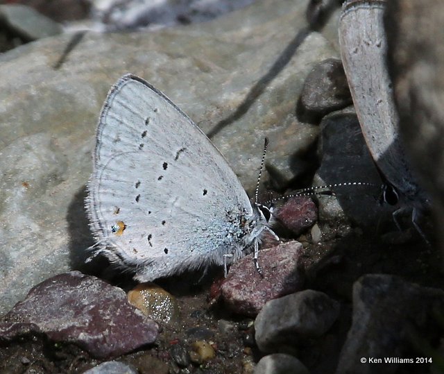 Western Tailed Blue, Glacier Nat. Park - East , MT, 6-24-14, Jp_018486.JPG