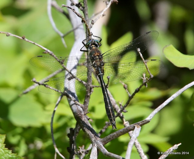 American Emerald, Glacier Nat. Park, MT, 6-20-14, Jp_017028.JPG