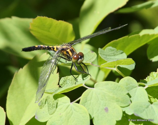 Boreal Whiteface female, Glacier Nat. Park, MT, 6-20-14, Jp_017007.JPG