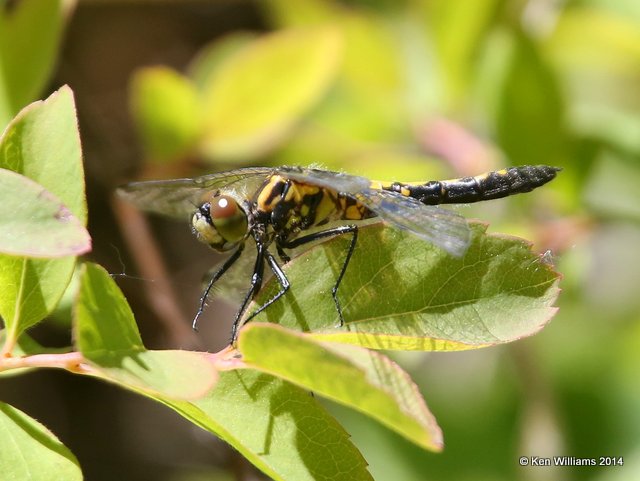 Boreal Whiteface female, Glacier Nat. Park, MT, 6-20-14, Jp_017017.JPG