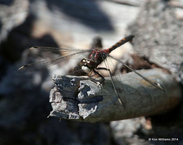 Boreal Whiteface male, Glacier Nat. Park, MT, 6-20-14, Jp._016963.JPG