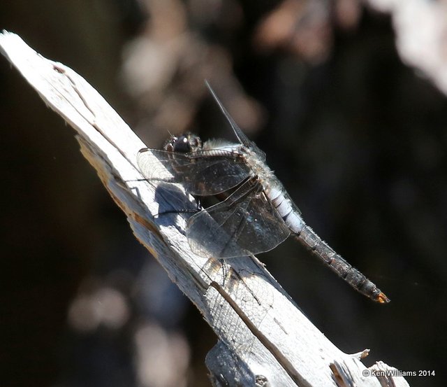 Chalk-fronted Corporal, Glacier Nat. Park, MT, 6-20-14, Jp_016980.JPG