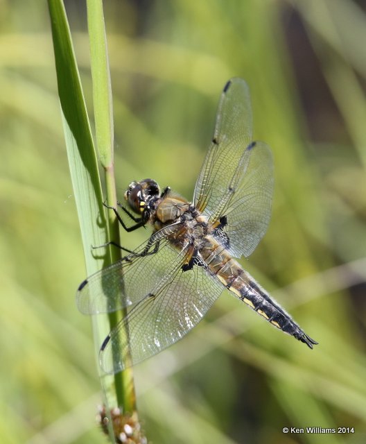 Four-spotted Skimmer, Glacier Nat. Park, MT, 6-20-14, Jp_016957.JPG