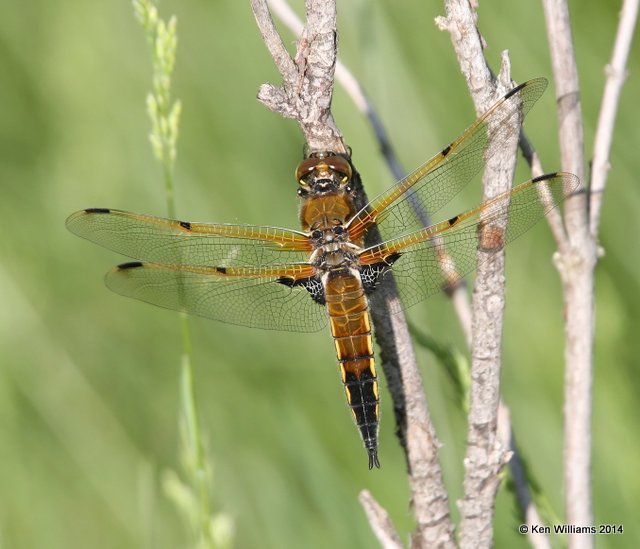 Four-spotted Skimmer, Jamestown Lake, ND, 6-7-14, Jp_012000.JPG