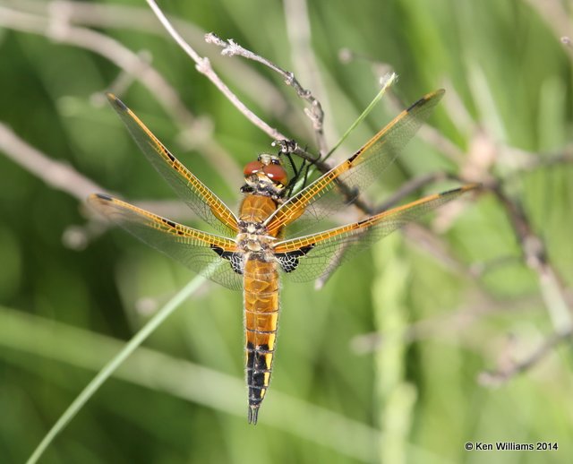 Four-spotted Skimmer, Jamestown Lake, ND, 6-7-14, Jp_012014.JPG