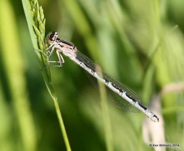 Northern Bluet female, Jamestown Lake, ND, 6-7-14, Jp_012022.JPG