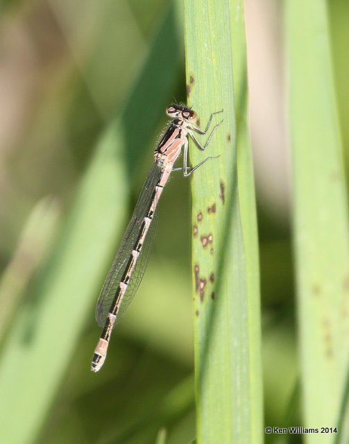 Northern Bluet female, Jamestown Lake, ND, 6-7-14, Jp_012039.JPG