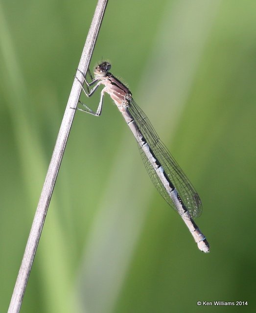 Northern Bluet female, Jamestown Lake, ND, 6-7-14, Jp_012051.JPG