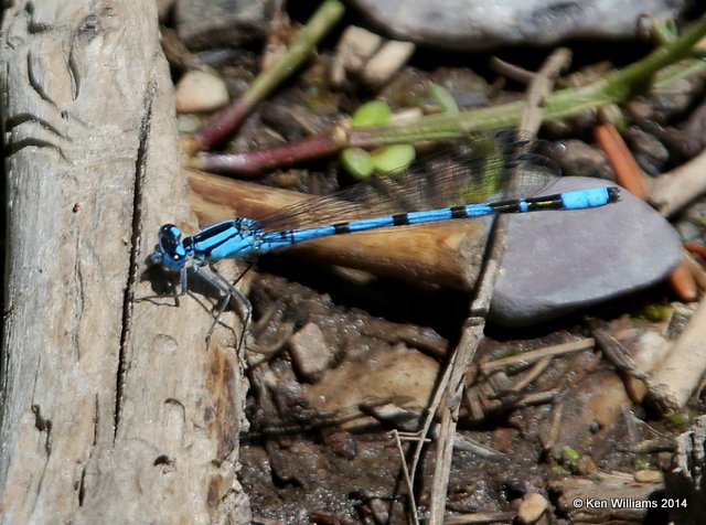 Northern Bluet male, Glacier Nat. Park, MT, 6-20-14, Jp_016918.JPG