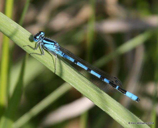 Northern Bluet male, Jamestown Lake, ND, 6-7-14, Jp_012017.JPG