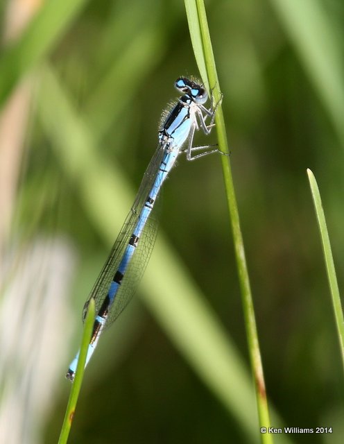 Northern Bluet male, Jamestown Lake, ND, 6-7-14, Jp_012027.JPG