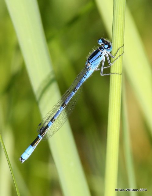 Northern Bluet male, Jamestown Lake, ND, 6-7-14, Jp_012032.JPG