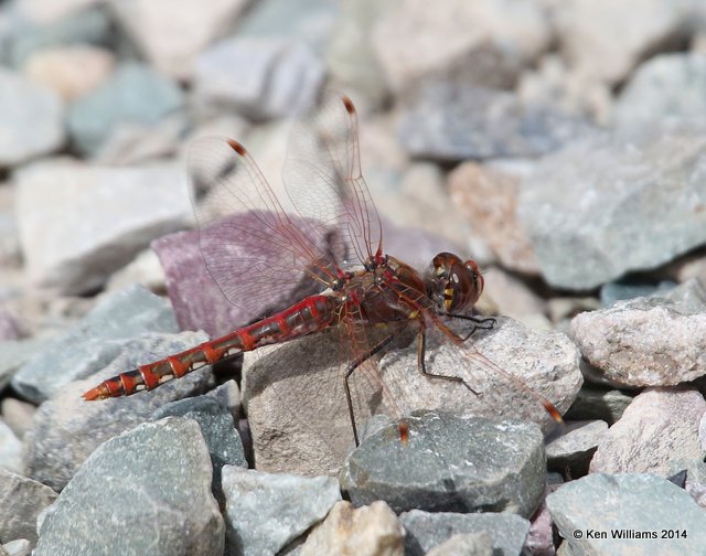 Variegated Meadowhawk male, Salt Lick, Glacier Nat Park, MT, 6-23-14, Jp_018017.JPG