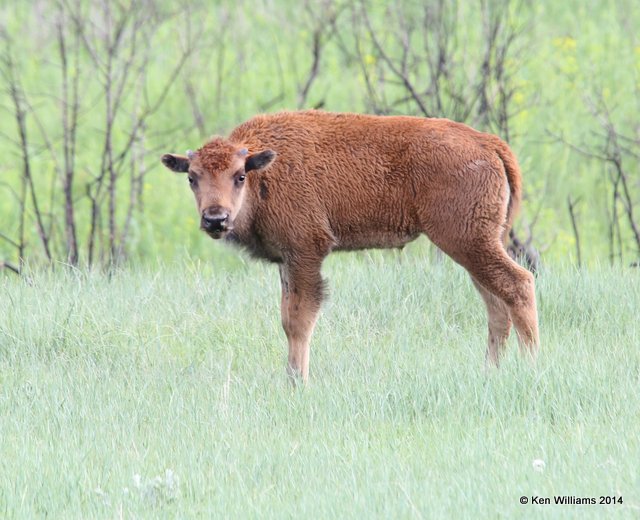 American Bison calf, Theodore Roosevelt National Park, Medora, ND, 6-11-14, Jp_014300.JPG