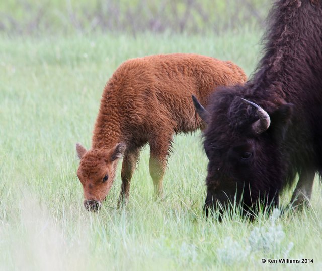 American Bison calf, Theodore Roosevelt National Park, Medora, ND, 6-11-14, Jp_014305.JPG
